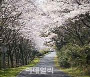 [포토] 위(WE)호텔 제주, 벚꽃 이벤트
