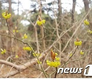 무등산 깃대종 '털조장나무' 개화…한국·일본에만 분포