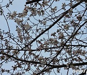 부산 남천동 이른 벚꽃 개화…최근 10년 평균보다 2일 빨라