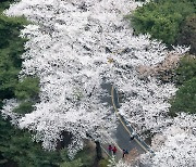 매번 가는 윤중로 말고 여기!... 봄꽃 지천인 ‘서울 꽃플레이스’