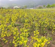 "韓 고유 특산식물 '개느삼' 뿌리, 항염증 효과 탁월"