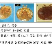 울산 꿀벌도 응애와 바이러스 피해, 방역 필요