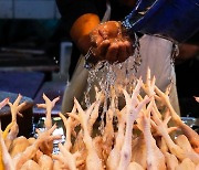 韓 없어서 못먹는데…이집트 정부 "닭발 먹자"에 분노 폭발 왜