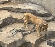 뼈만 남은채 비틀비틀…'앙상한 사자'에 中동물원 발칵 [영상]