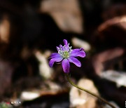 [포토친구] 수리산의 아름답고 사랑스러운 노루귀