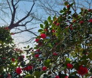 전주 치명자산 동백꽃 ‘봄날의 인사’