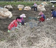 산청군, 약초생산기반조성사업 추진…16개 품목 11.3㏊ 재배 지원