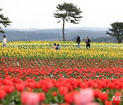 '제주도는 튤립도 피었습니다'