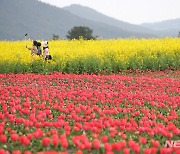 '튤립과 유채꽃의 조화'