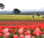 '튤립 활짝 핀 제주'