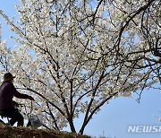 봄이 왔어요