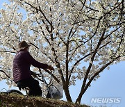 벚꽃이 피었네, 봄이 왔네