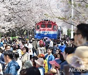 창원시, 진해군항제 기간 주말 탄력적 교통통제