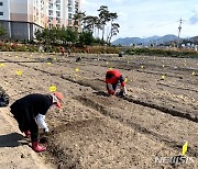 장성군, 텃밭체험농장 160구획 '무료 분양'…선착순 마감