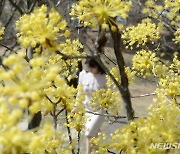 [뉴시스 앵글] 매화·산수유 활짝…봄기운 '물씬'