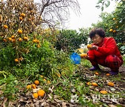 [현장 스케치] 제주 냉해 피해는 지금도 계속