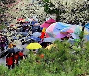 제22회 광양매화축제, 역대 최대 122만 상춘객 찾아와