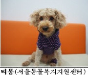 서울시, 유기동물 입양하면 동물보험 가입비 지원