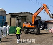 돼지열병 발생 포천시 21일 살처분 완료 "차단방역 총력"