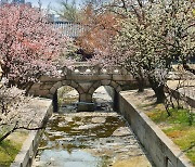 [Photo news]Joseon palaces welcome spring spectators