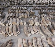 “땅콩인 척”…베트남서 밀반입 코끼리 상아 7톤 ‘덜미’