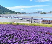 “봄꽃 보러 가자”…라벤더 꽃향기 가득한 묘한 매력의 퍼플섬