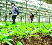 북한 채소 농장 농민들…"비배관리를 기술적으로"