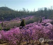 [부천소식] 원미산·도당산·춘덕산 봄꽃축제 내달 개최