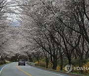 벚꽃 피어난 도로