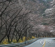 벚꽃 시작된 도로