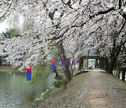 '숨은 벚꽃명소' 청평 옛 중앙내수면연구소 개화시기에 개방