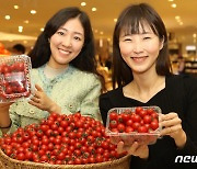 롯데百, '김선자 고당도 방울 토마토' 판매