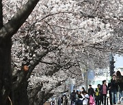 청주 올해 벚꽃 개화 역대 가장 빨라…개나리·매화도 만개