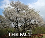국립수목원 왕벚나무의 기원에 관한 과학적 근거 연구한다
