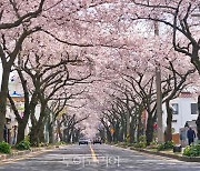 꽃비 내리는 제주의 봄 낭만 즐기러 '삼도동 벚꽃로드'!