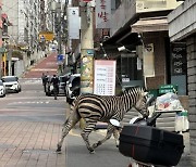 얼룩말이 왜 서울 거리에서…생포 시도 중