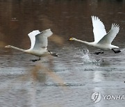 3월 겨울철새 전월 대비 50% 감소...본격적으로 북상 시작