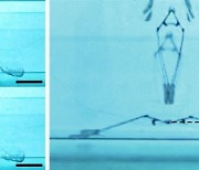 소금쟁이 똑닮은 로봇, 물 위에서 50cm '점프'...세계 최고 수준