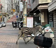 '마다가스카 4' 촬영하나요... 한낮의 '얼룩말 대탈출'