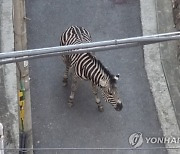 "눈 앞에서 얼룩말이"…서울 주택가 활보 소동