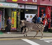 Zebra captured some 3 hours after escaping from Seoul zoo