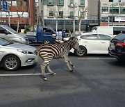 서울 광진구 어린이대공원서 탈출한 얼룩말 주택가·도로 활보…소방당국 “생포작업 중”