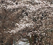 봄비 내리는 벚꽃길