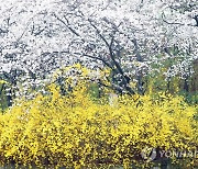 수도권 봄꽃 예년보다 빨리 개화…4년 만에 돌아온 봄꽃축제