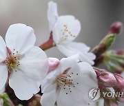 청주 벚꽃 활짝…56년 관측 이래 가장 일러