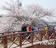 "벚꽃 벌써 피네"…강릉 경포벚꽃축제 나흘 앞당겨 31일 개막