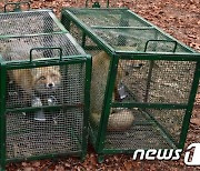 부산 달맞이고개서 보였던 여우, 강원 정선 소백산서 숨진 채 발견