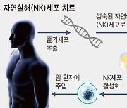 암 정복하는 NK세포 치료제, 세계 최초로 상업화 성공하나