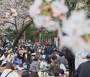 마스크 벗고 벚꽃놀이…일본 경제효과 6조원 예상