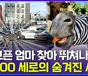 [엠빅뉴스] 얼룩말 세로의 사연을 듣다가 인터뷰 중 울컥했습니다 (feat.둘리)